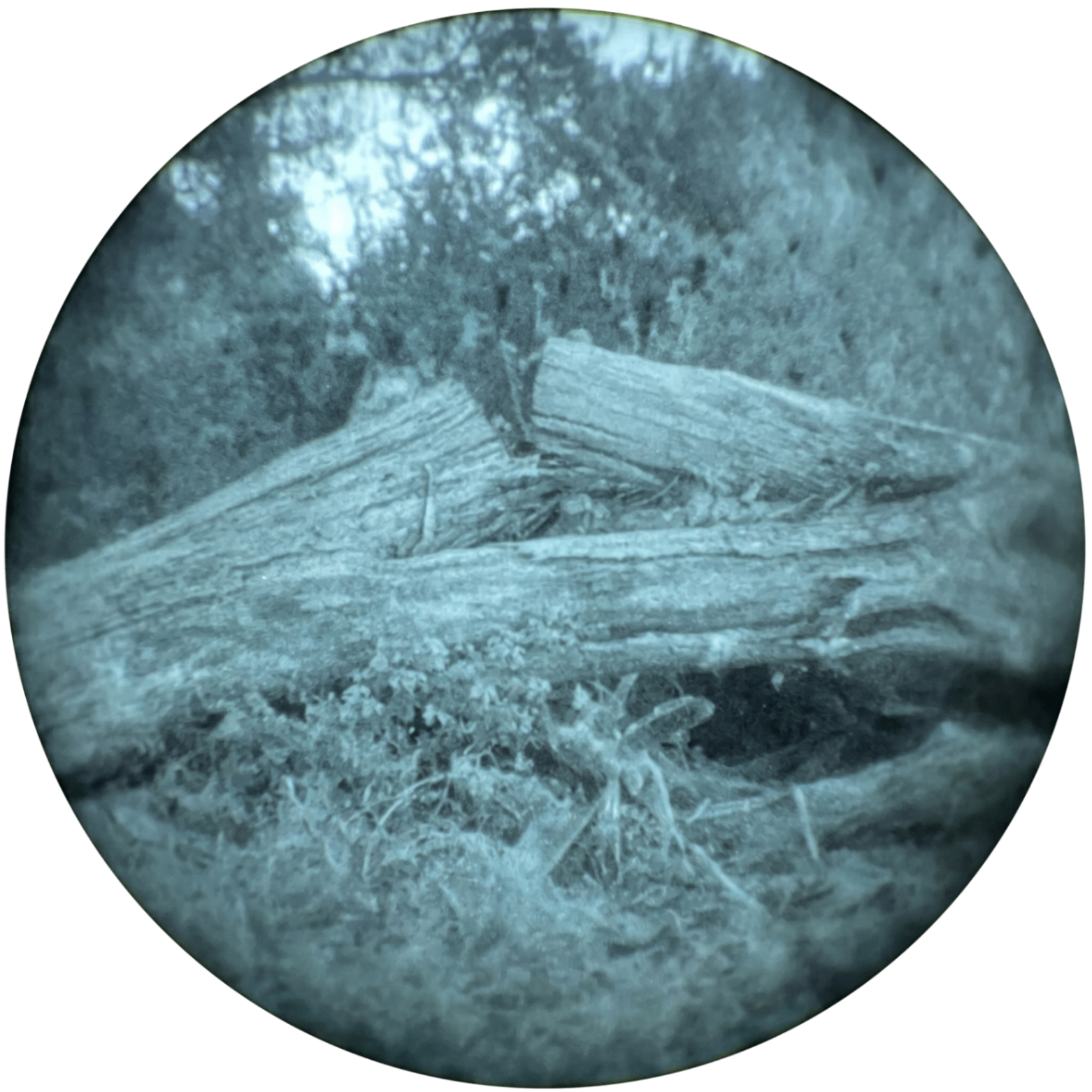 Through-the-tube view of the same outdoor scene through an L3Harris/Elbit Gen 3 PVS-14